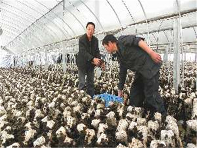 食用菌的遺傳、育種和栽培